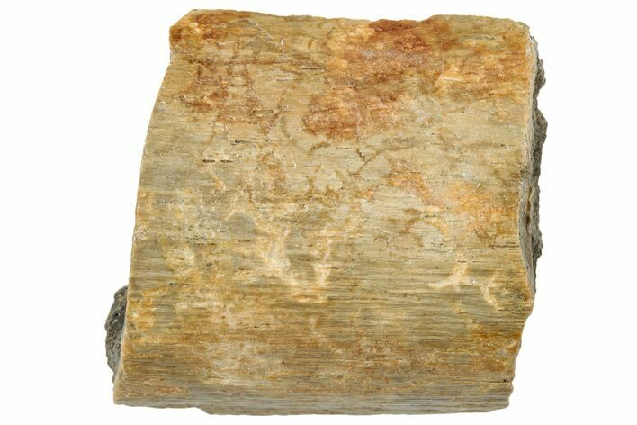 Fossil Tyrannosaur (T rex) Bone Section - Wyoming #314066